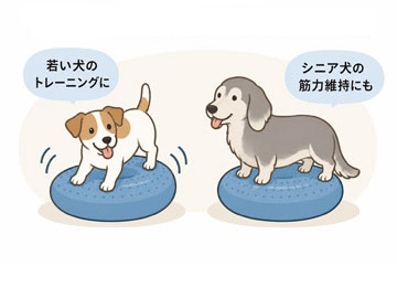 シニア犬の筋力維持まで
