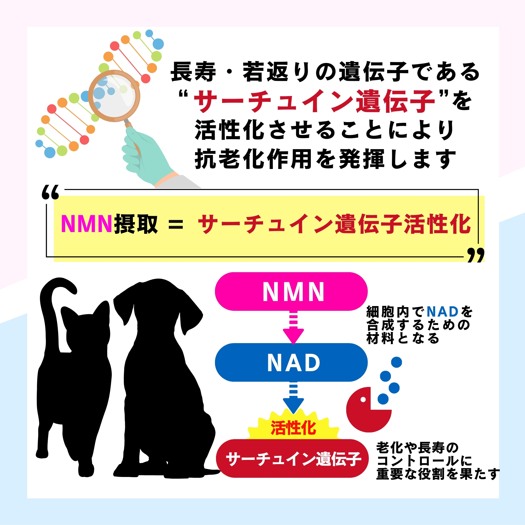 NMN フルボ酸