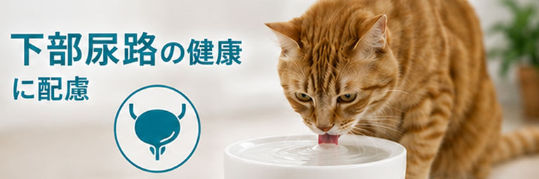 下部尿路